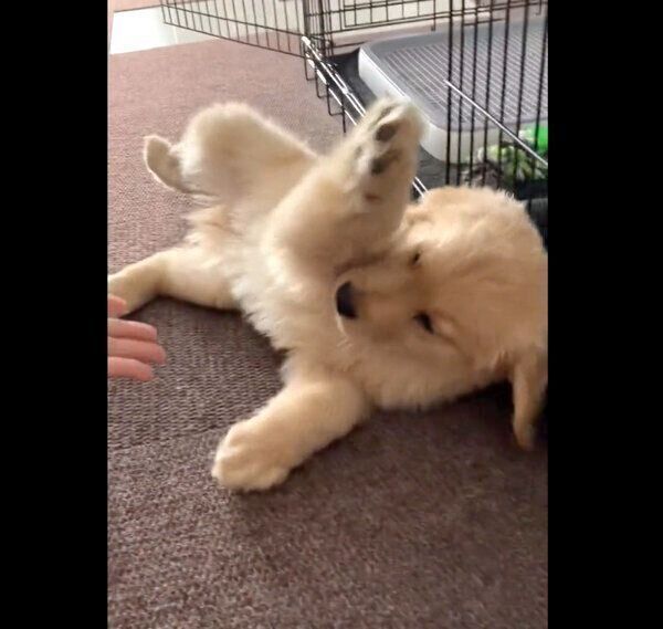 ふにゃふにゃしていて「オテ」「オカワリ」ができないむぎくん