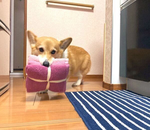 タオルを運ぶベルちゃん