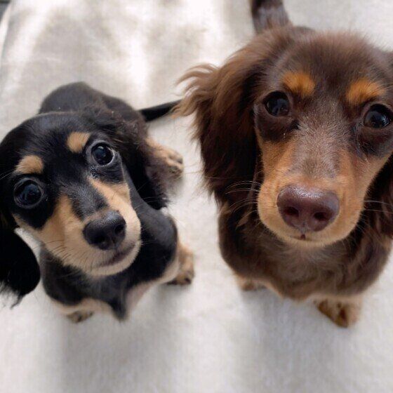 カニーンヘン・ダックスフンド