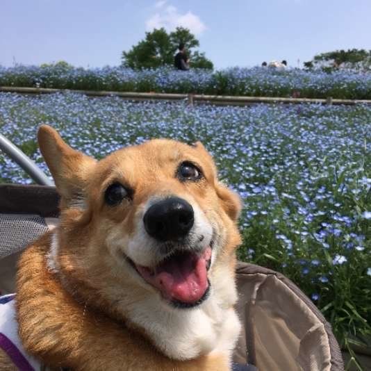 ウェルシュ・コーギー・ペンブローク