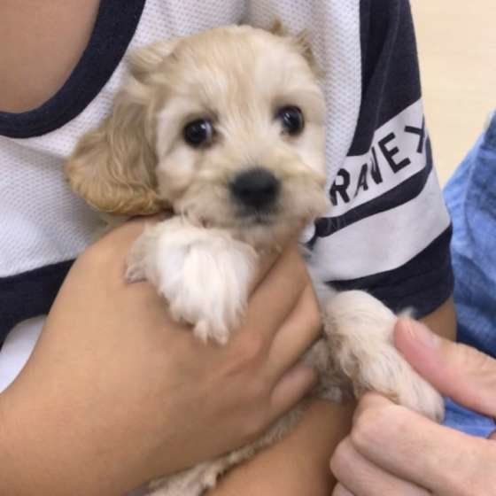 抱っこされる犬