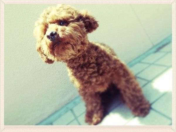 玉ねぎ食べちゃって点滴毎日頑張ったトイ・プードルのロック君