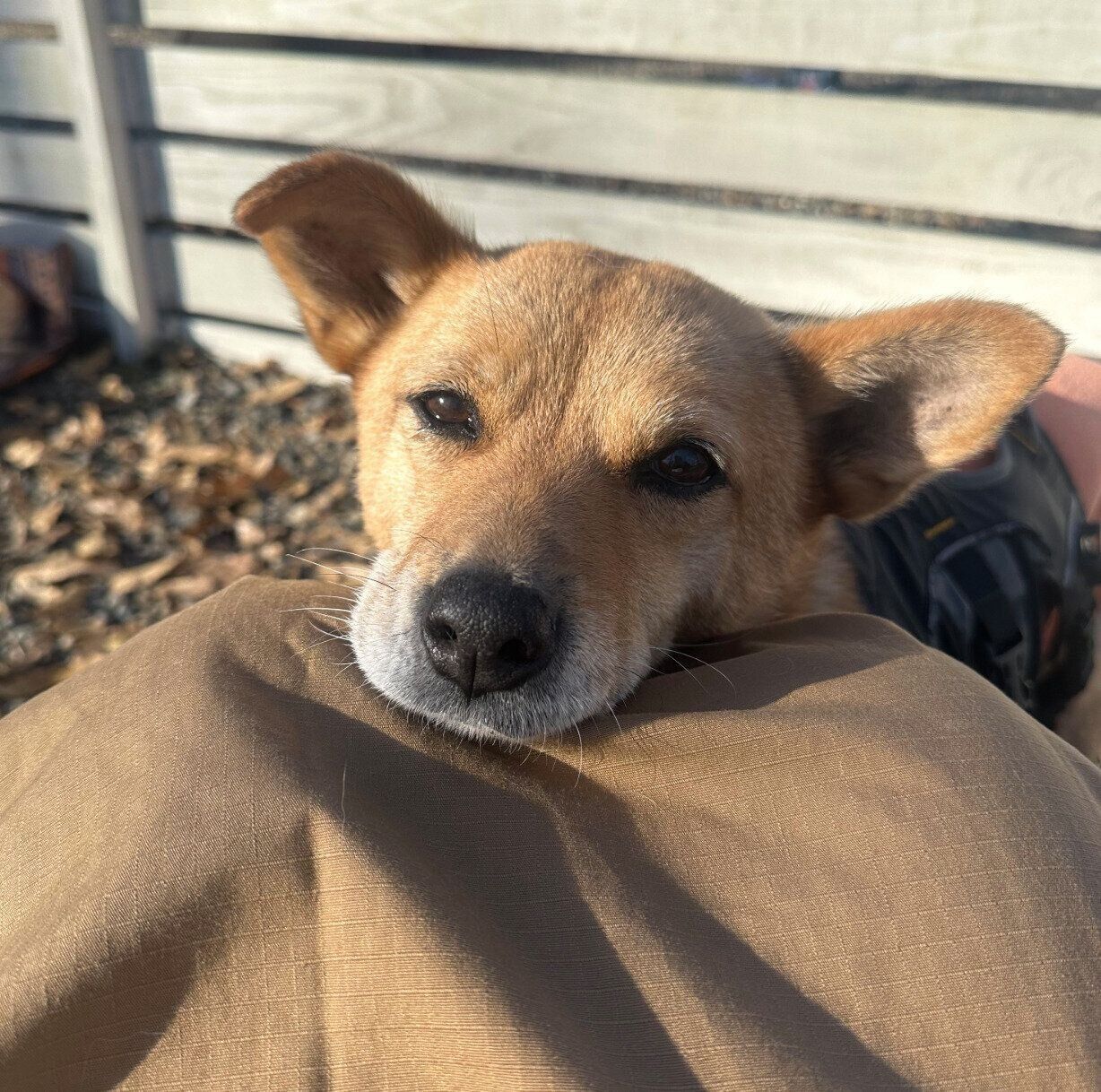 見つめるボビちゃん