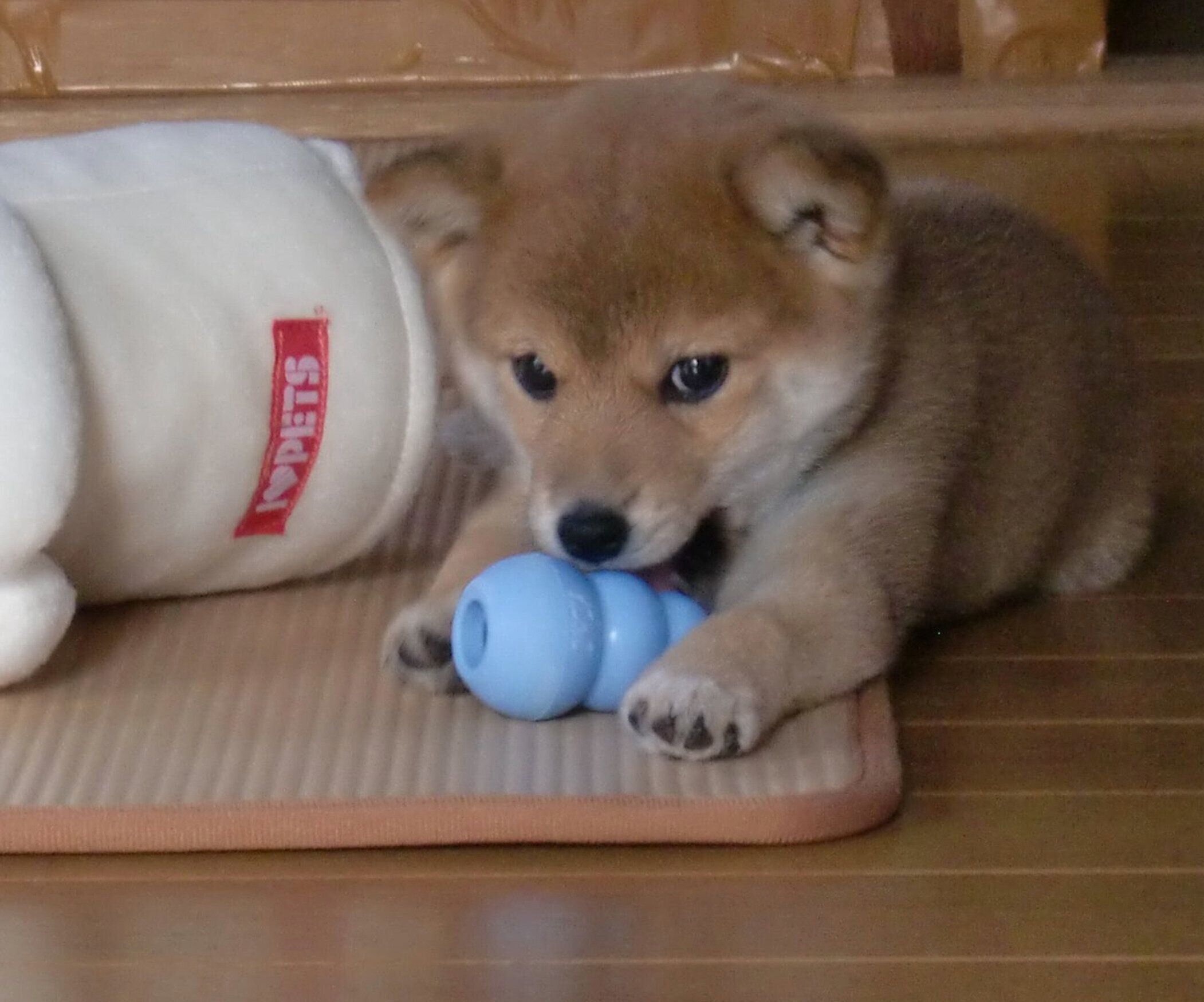 おもちゃで遊ぶペルちゃん