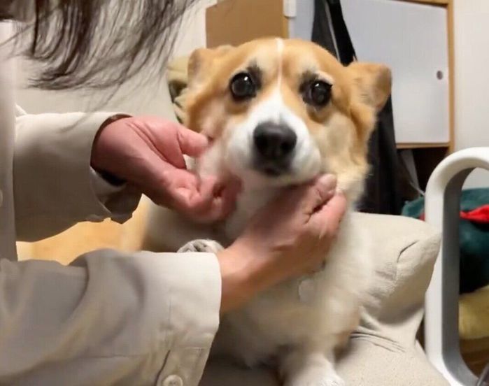 なでるのをやめると「もっと」と催促! “ナデナデ大好き犬”のアピールの仕方が可愛すぎる|いぬのきもちWEB MAGAZINE