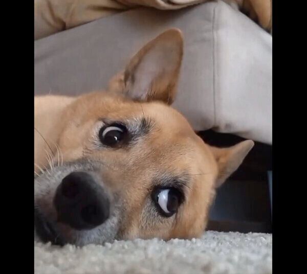 目をパチクリさせるコタロウくん