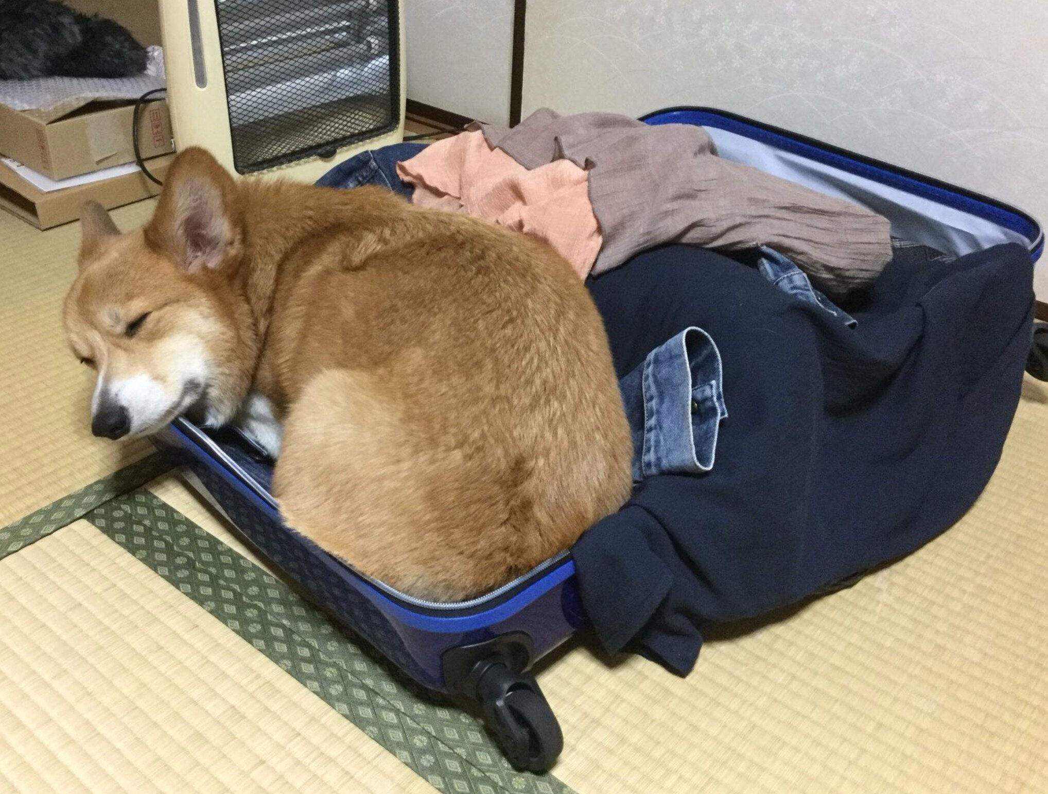 キャリーケースの中に入るコロ助くん