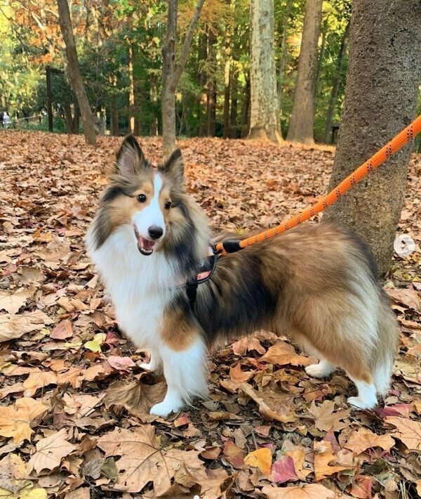 お散歩を楽しむルネちゃん