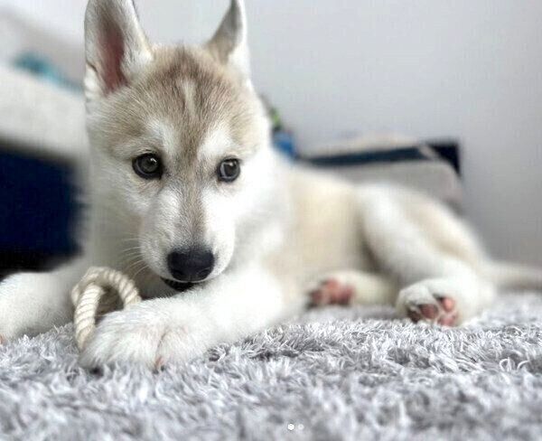 おもちゃで遊ぶぽぽちゃん