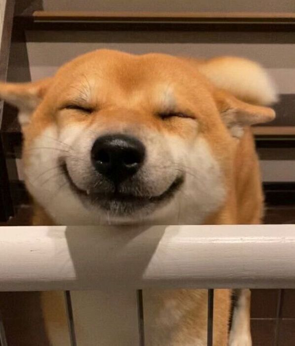 帰宅した飼い主さんを出迎える雷吾くん