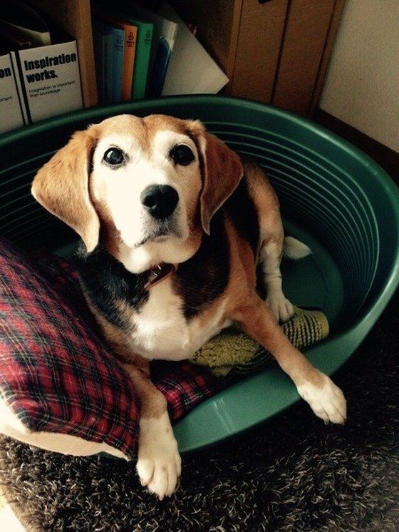 飼い主さんを見上げる犬