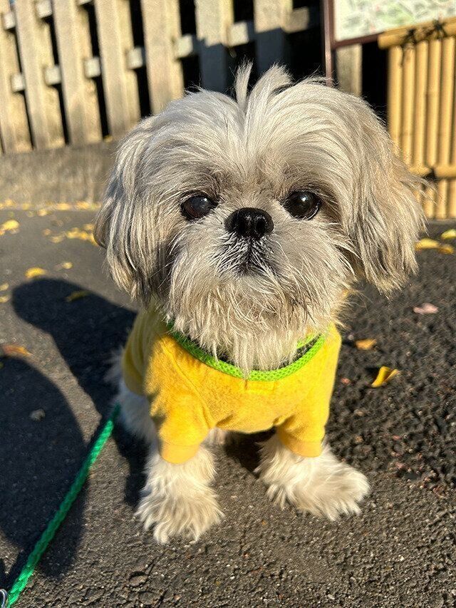 シーズー犬マンガてんぽshihtzu