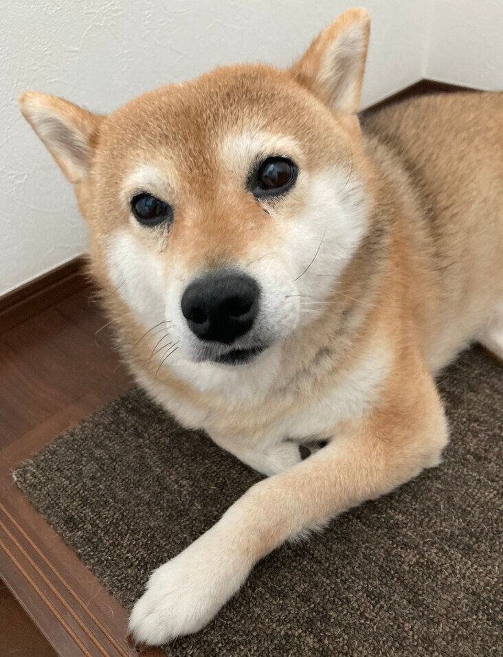 踊り場にいるもなかちゃん