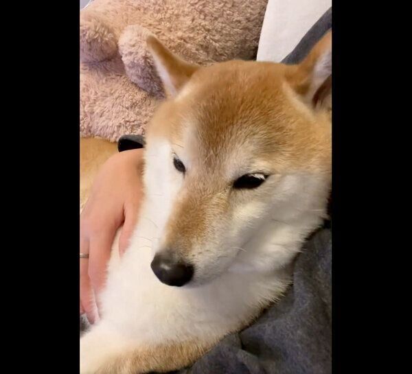 起きるぽてとくん