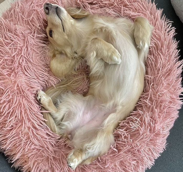 なでてとアピールするちゃちゃちゃん