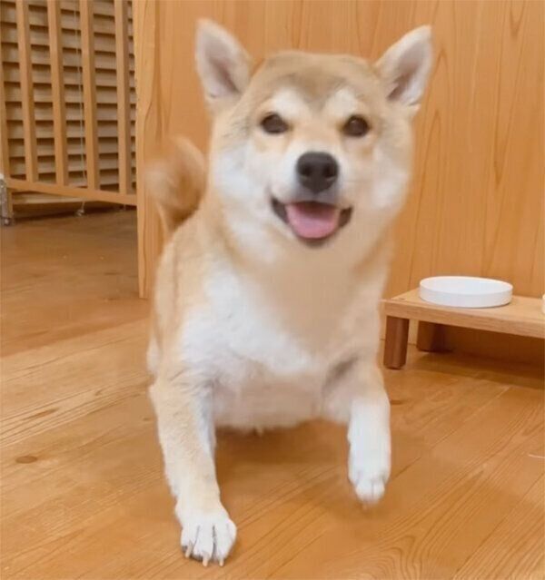飼い主さんの帰宅を出迎えるユクちゃん