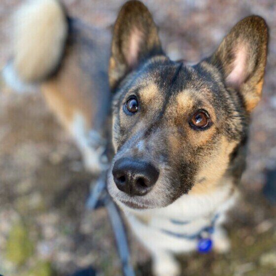 アイコンタクト