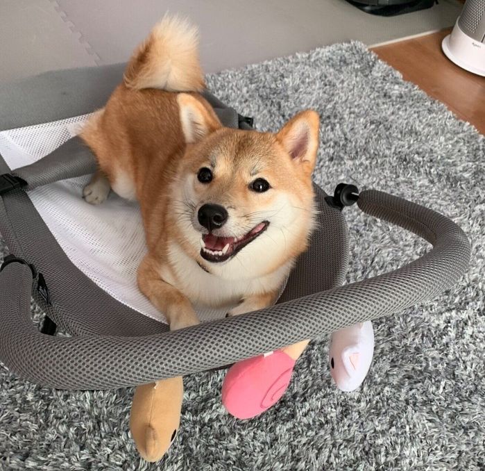 楽しそうな花ちゃん