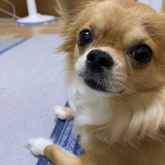 フセをするチワワ