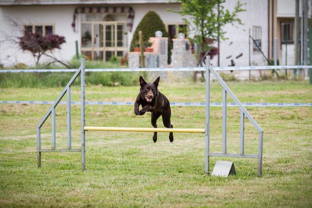 オーストラリアン ケルピーの特徴と性格 飼い方 価格相場など 犬図鑑 いぬのきもちweb Magazine