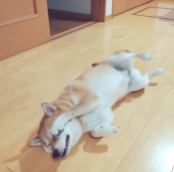 猫のようなしぐさをする柴犬