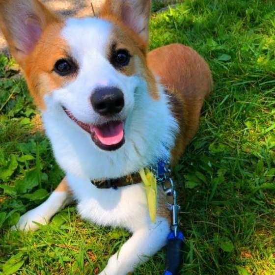 暖かい春がやってきた！ノミ対策を万全に