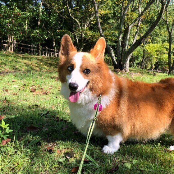 ウェルシュ・コーギー・ペンブローク