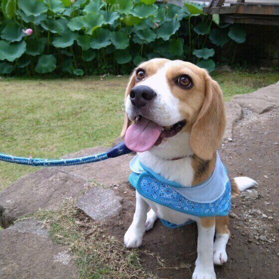 ビーグルのビクトリーくん