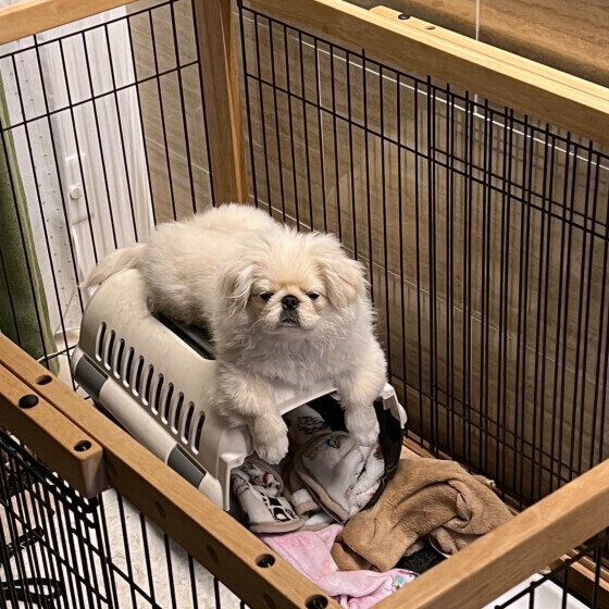 ペキニーズのもちごめちゃん