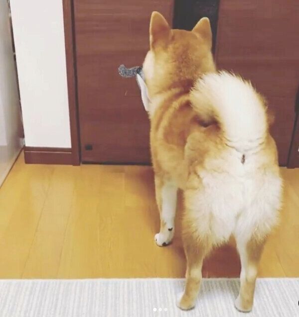 おもちゃをくわえて出迎えるハクくん