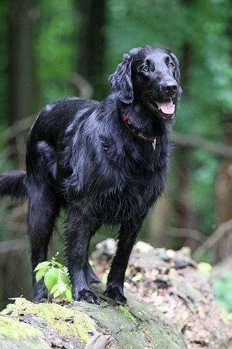フラットコーテッド・レトリーバー