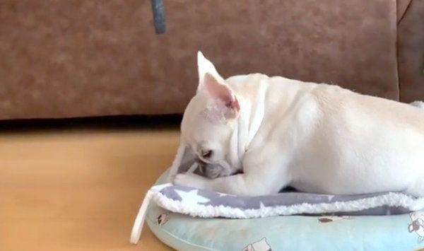 隠し撮りされるマシューくん