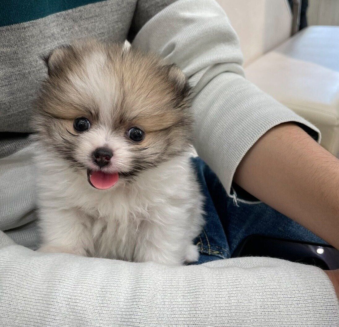 ペットショップで初めて抱っこさせてもらったときのちくわくん