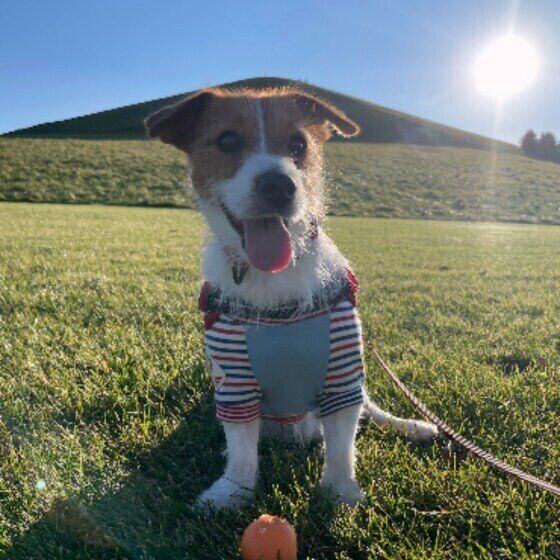 犬が毛を逆立てるのは人間の鳥肌が立つのと一緒？犬の逆毛が起こる理由 いぬのきもち