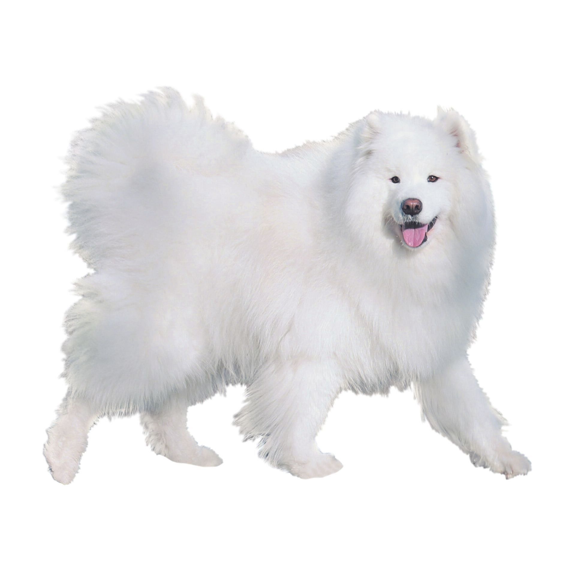サモエド samoyed ファーコート サモエド samoyed ファーコート（もふもふの楽園「サモエド