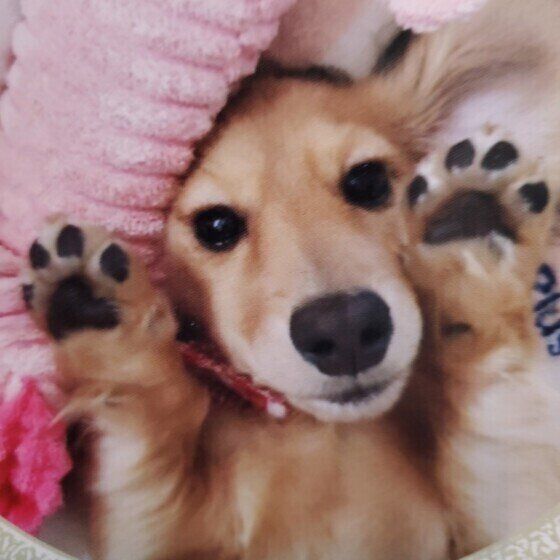 梅雨の散歩帰りは犬の足裏ケアで清潔に 犬の足拭きや足洗いの重要性とは いぬのきもち