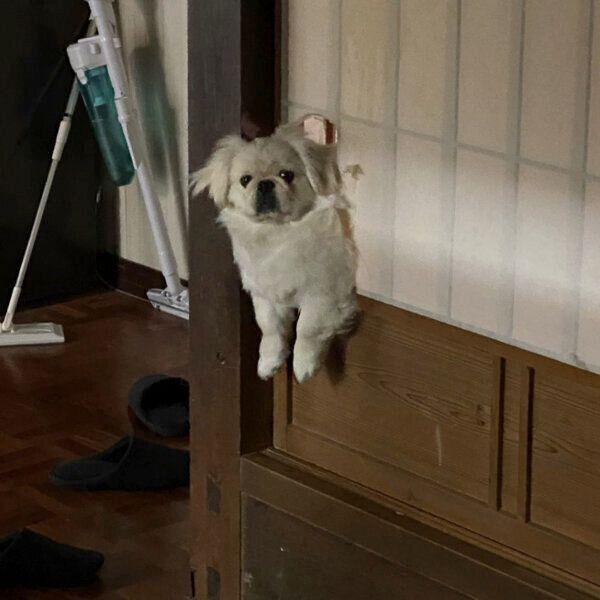 障子を破るハオくん