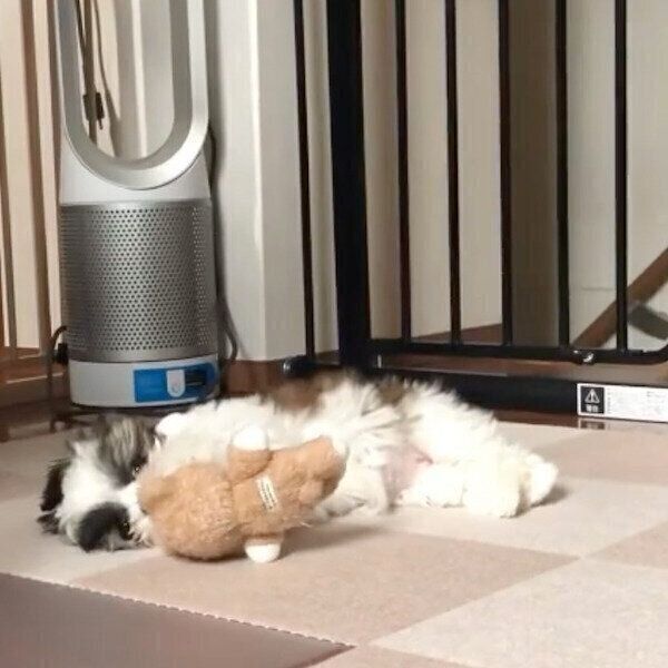 おもちゃで遊ぶぽんぷぅちゃん