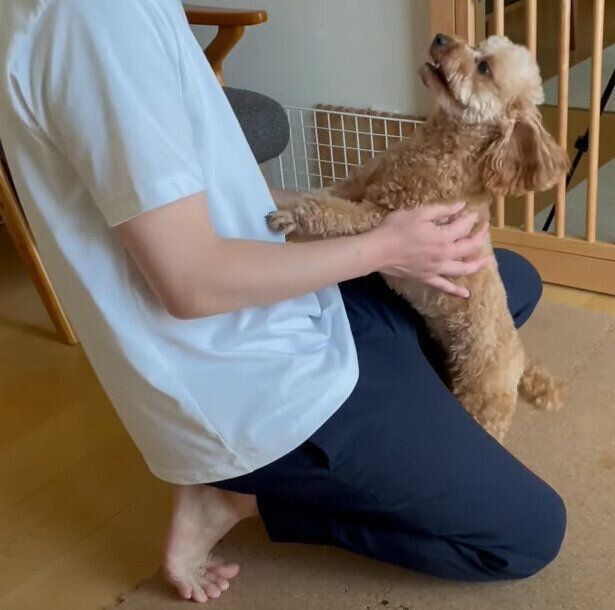 トイ・プードルのもずくちゃん