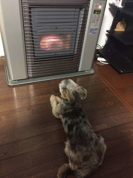 暖房の前に座る犬