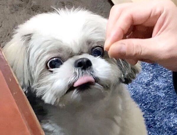 舌を出すてんぽくん