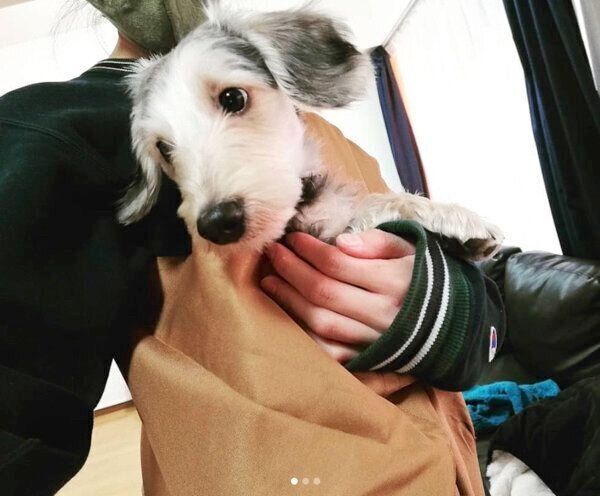 ニトリの「ペットスリング」