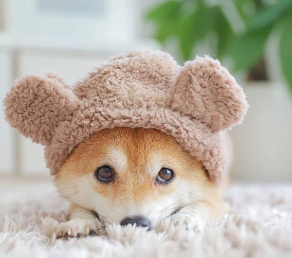 くまの洋服を着る豆柴