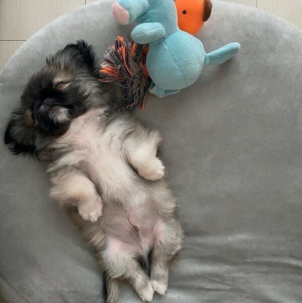 ヘソ天するモブくん