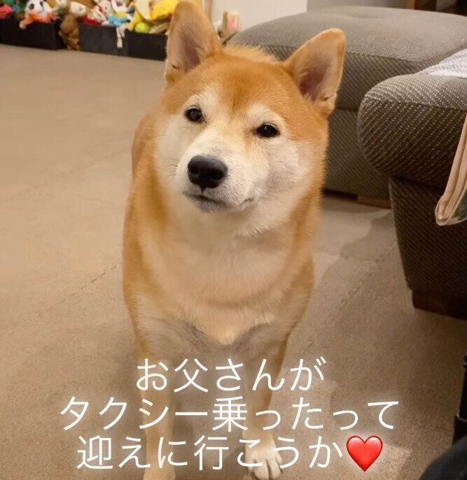 飼い主さんが話しているのを聞く梅助くん