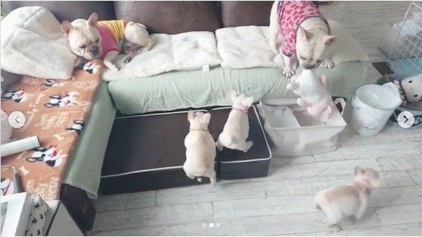 抱っこしていたブタさんを取られちゃうボブくん