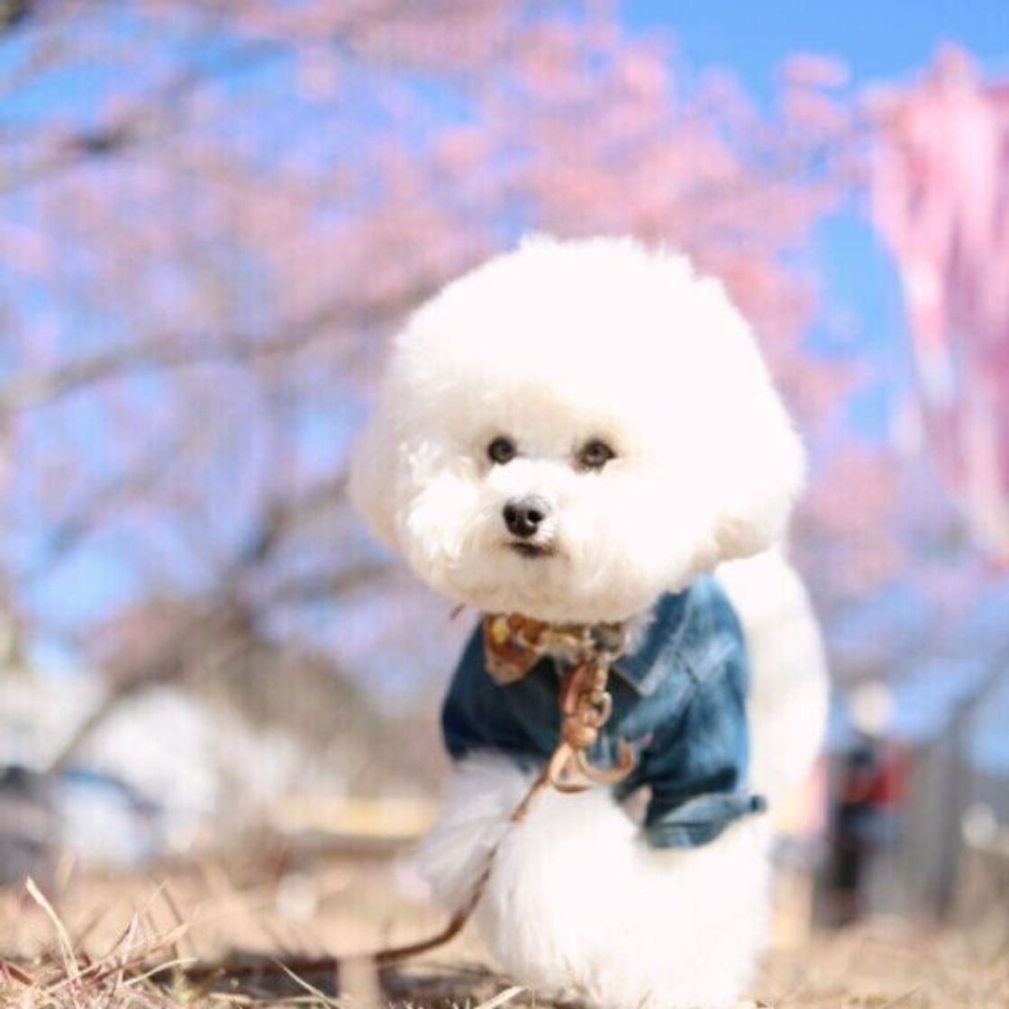 季節の変わり目に犬が体調を崩しやすい理由 対処法を獣医師が解説 いぬのきもちweb Magazine 季節の変わり目に犬が体調を崩しやすい理由 対処法を獣医師が解説 いぬのきもちweb Magazine