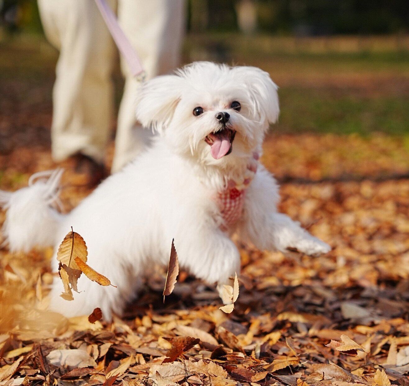 落ち葉と戯れるペシュちゃん