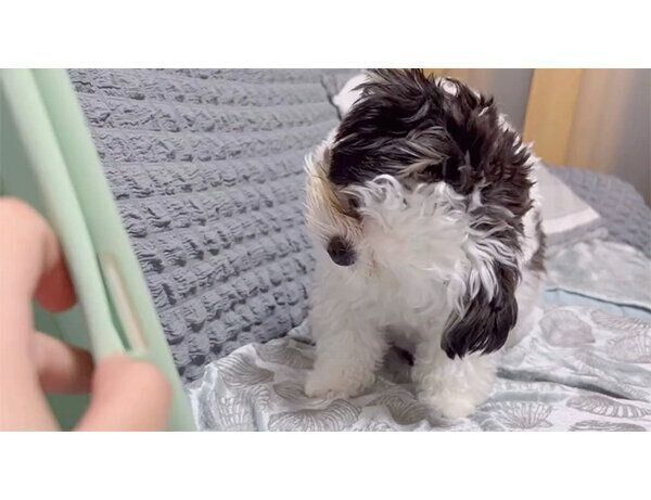 動画を見るハラミちゃん