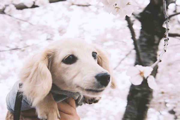 桜を見るダックスフンド